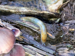 Arion intermedius