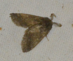 Gluphisia crenata