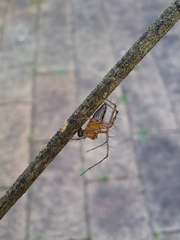 Oxyopes elegans