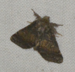 Gluphisia crenata