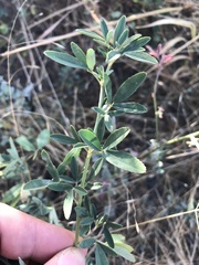 Melilotus albus