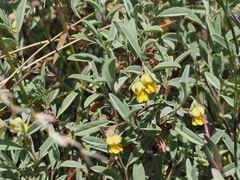 Hermannia lavandulifolia