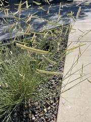 Bouteloua gracilis