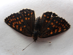 Melitaea