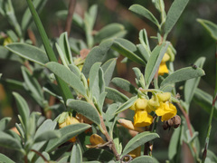 Hermannia lavandulifolia