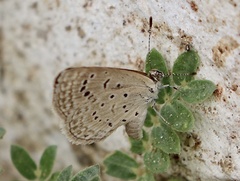 Zizeeria karsandra