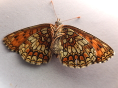 Melitaea