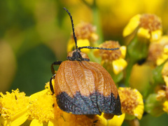 Lycus palliatus