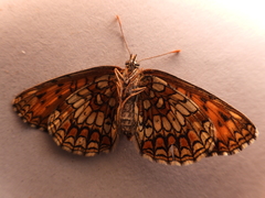 Melitaea