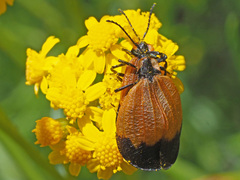 Lycus palliatus