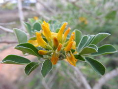 Medicago arborea
