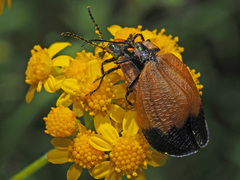 Lycus palliatus