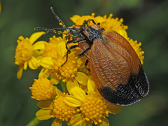 Lycus palliatus
