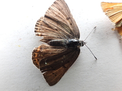 Lycaena