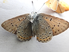 Lycaena