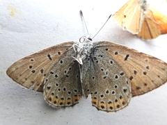 Lycaena