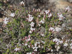 Aspalathus submissa