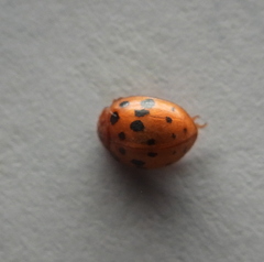 Subcoccinella vigintiquatuorpunctata