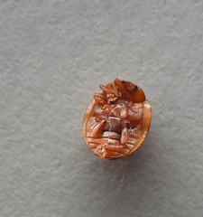 Subcoccinella vigintiquatuorpunctata