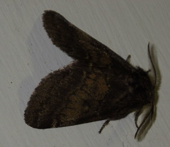Gluphisia crenata