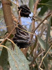 Perga affinis