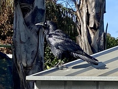 Corvus coronoides