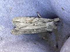 Lithophane leautieri