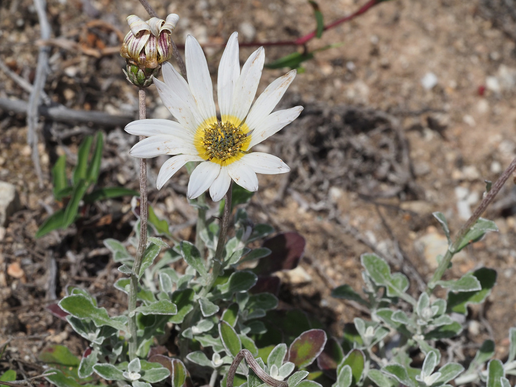 Arctotis pinnatifida