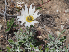 Arctotis pinnatifida