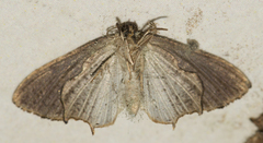 Dysaethria quadricaudata