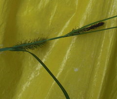 Carex laevigata