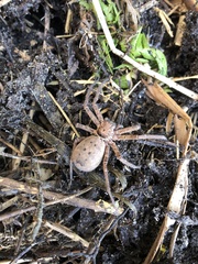 Heteropoda jugulans