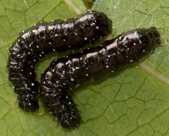 Dysaethria quadricaudata