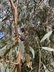 Perga affinis