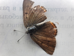 Lycaena