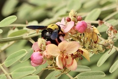 Xylocopa pubescens