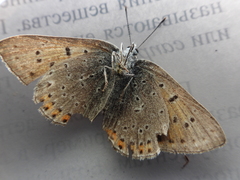 Lycaena