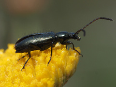 Neoeutrapela
