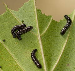 Dysaethria quadricaudata