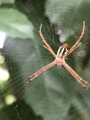 Argiope dang
