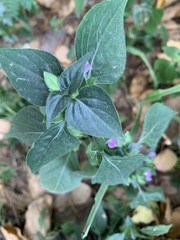 Dicliptera chinensis