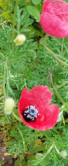 Papaver hybridum