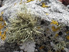 Ramalina siliquosa