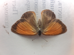 Coenonympha arcania