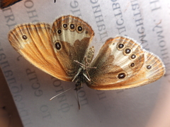 Coenonympha arcania