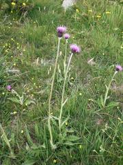 Cirsium dissectum