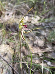 Caladenia parva