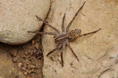 Tigrosa georgicola