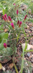 Oxalis heterophylla