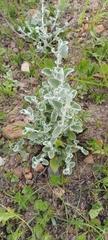 Gnaphalieae